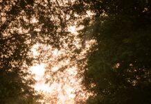 뼈건강을 위한 비타민D person in blue jacket walking on pathway between trees during daytime