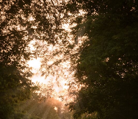뼈건강을 위한 비타민D person in blue jacket walking on pathway between trees during daytime