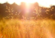 기분 좋은 하루를 시작하는 방법 shallow focus photography of grass field
